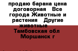 продаю барана цена договорная - Все города Животные и растения » Другие животные   . Тамбовская обл.,Моршанск г.